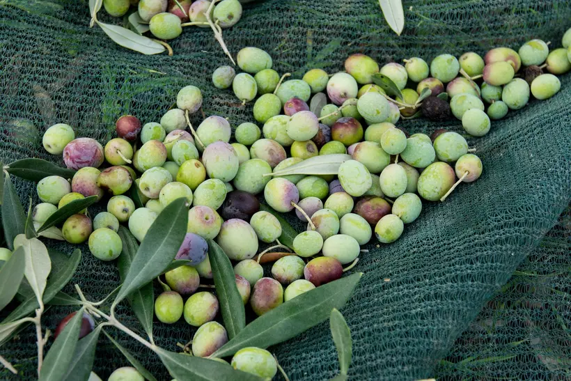 Aceitunas recién recogidas sobre una red verde, la mayoría verdes y algunas moradas o casi negras, mezcladas con hojas de olivo.