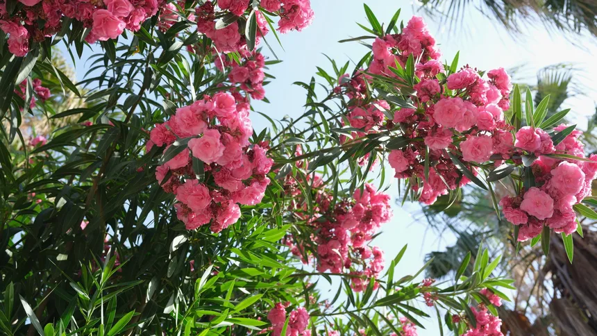 Adelfa de flor rosa doble vista desde abajo, contra el cielo: cada ramillete de flores sale en la punta de un brote largo de hojas estrechas, y al fondo asoman unas palmeras.