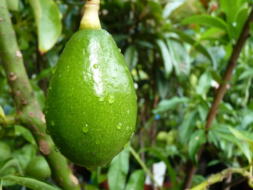 A smooth, shiny green avocado hanging from its stalk, with drops of water, among the leaves of the tree.