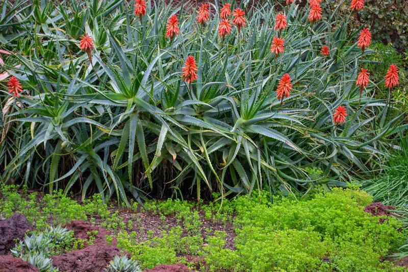 Macizo de Aloe arborescens en un jardín: rosetas grandes de hojas verde azulado con dientes en el borde y, por encima, varas de flores rojo anaranjado. Delante, un tapizante verde claro sobre tierra rojiza.