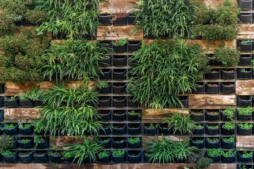 Jardín vertical de bolsillos negros sobre un marco de madera: algunos bolsillos vacíos con solo tierra, otros con plantones recién puestos, matas grandes de hoja estrecha y, en la parte de arriba, los restos secos de una planta que murió en su bolsillo.