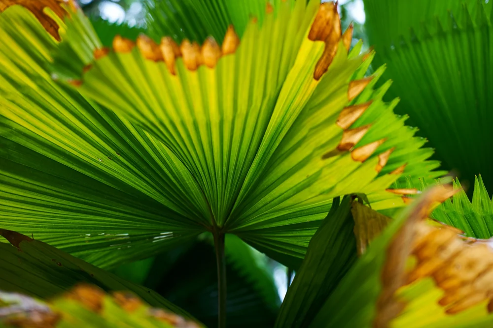 Hojas de palmera con el borde y las puntas secos y marrones, de contorno nítido, mientras el resto del limbo sigue completamente verde.