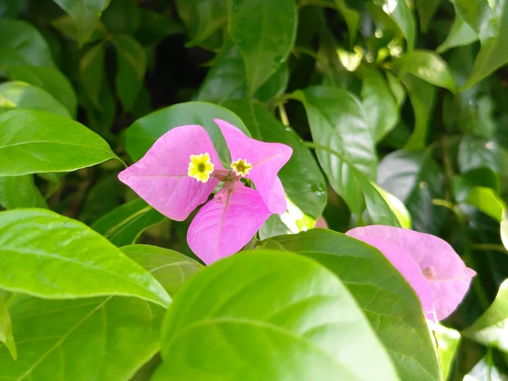 Tres brácteas rosas de buganvilla dispuestas en triángulo y, en el centro, dos flores diminutas de garganta amarilla, rodeadas de hojas verdes de la misma planta.