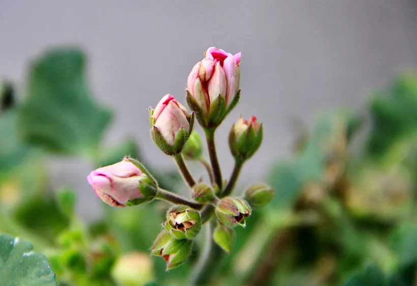 A cluster of pink geranium buds, some about to open and others still green and closed, on their short stalks.