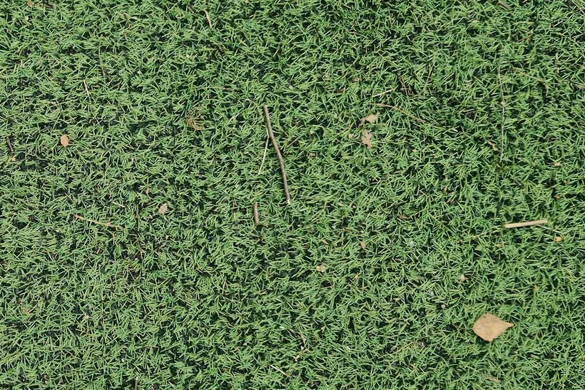 Worn artificial grass seen from above: the fibre lying flat in every direction, with the dark infill showing through and a few dry leaves.