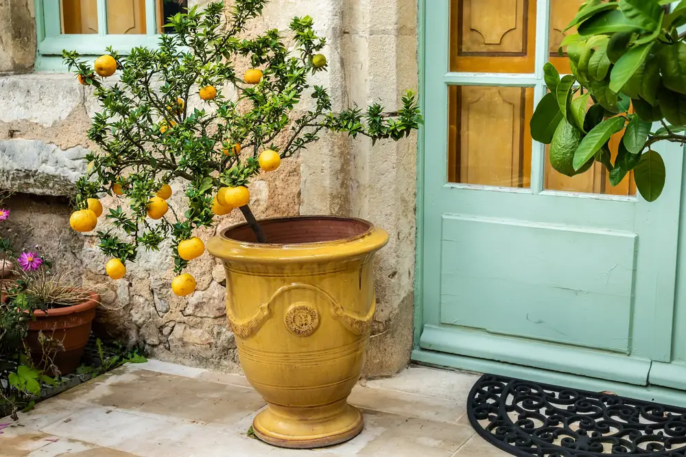 Cítrico cargado de fruta plantado en una única maceta de barro junto a la puerta de una casa, con la copa mucho más ancha que el tiesto.