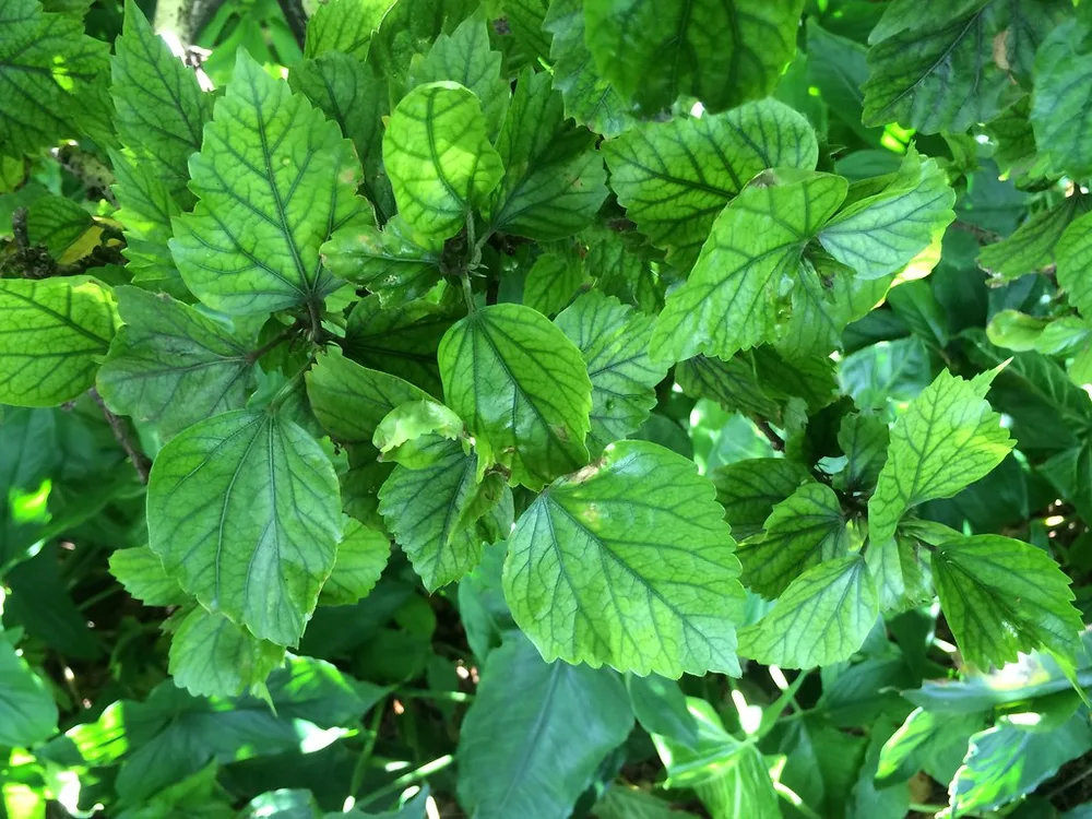 Hojas de hibisco con el limbo amarillo pálido y los nervios marcados en verde oscuro, junto a otras hojas del mismo arbusto que siguen verdes enteras.