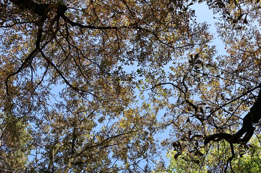 Copa de un árbol vista desde abajo: las ramas principales se distinguen una a una y el cielo se ve por los huecos entre la hoja.