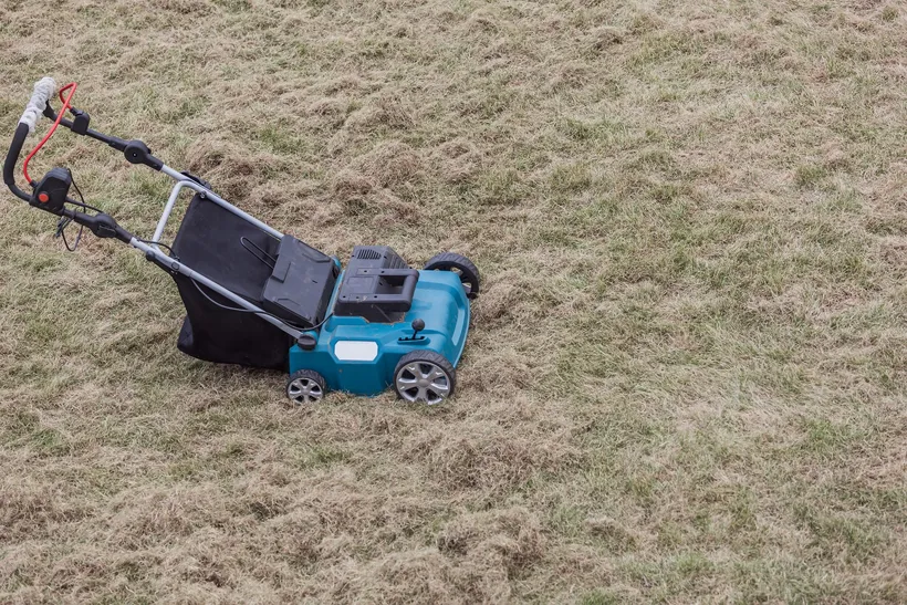 An electric scarifier standing on a freshly scarified lawn: the surface is covered in dry grass and torn-out thatch, brown and loose, with some green showing underneath.
