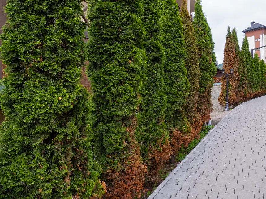 Fila de tuyas junto a un paseo adoquinado: las plantas están verdes arriba y marrones abajo, del lado del paseo, y al fondo una de ellas está seca entera entre otras verdes.