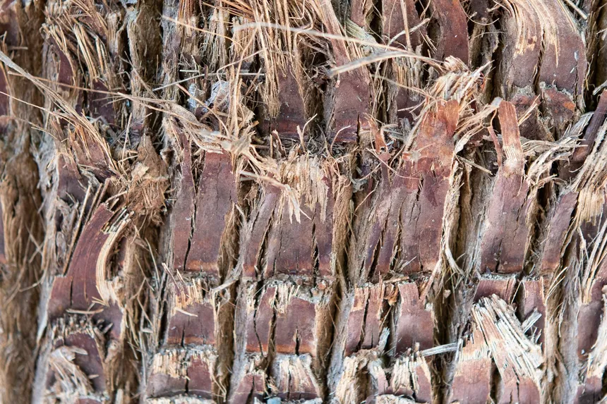Primer plano del fuste de una palmera datilera: bases de hoja viejas encajadas unas en otras y fibra seca entre ellas, sin corteza lisa.