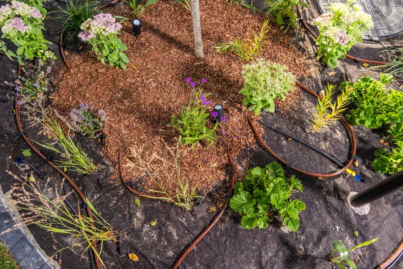 Un arriate visto desde arriba, a medio acabar: las tuberías de goteo dan la vuelta a cada planta y la corteza cubre la mitad del suelo. En el resto todavía se ve la malla negra de debajo.