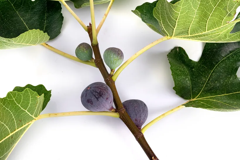 A fig branch with large lobed leaves; at the base of each leaf there is a fig: the lower ones purple and ripe, the upper ones small and green.