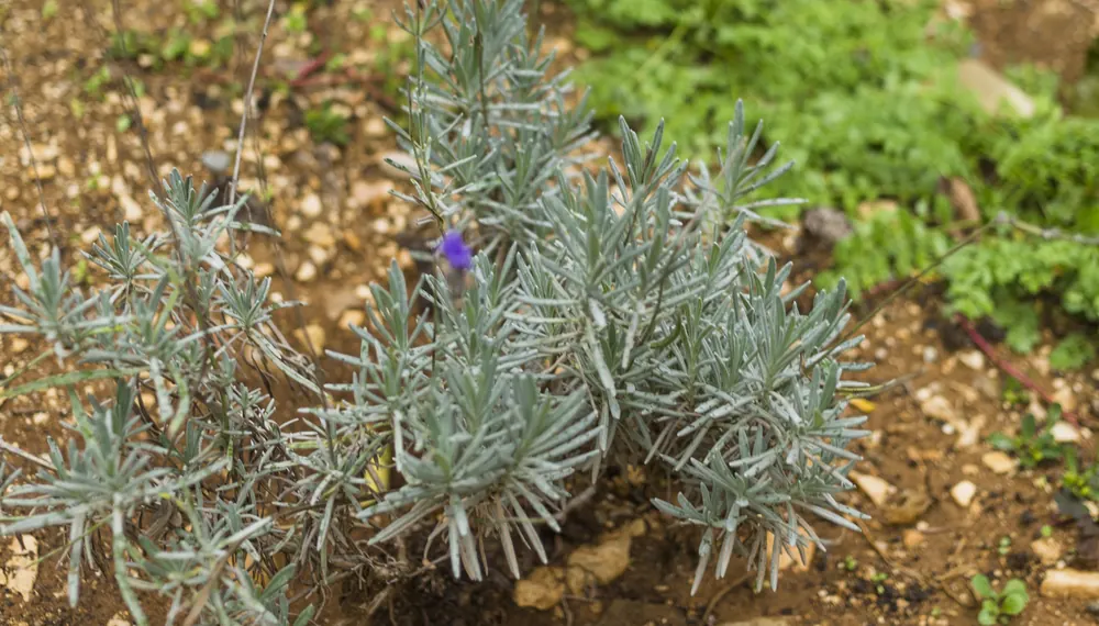 Mata de lavanda en suelo seco y pedregoso: hojas estrechas y de color gris plateado, junto a una hierba de hoja verde y blanda.