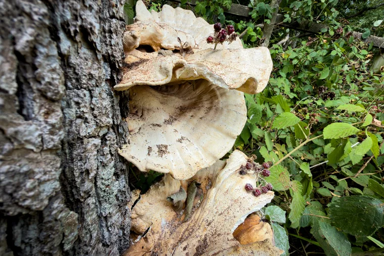 Setas de repisa grandes y leñosas creciendo directamente del tronco de un árbol vivo, apiladas unas sobre otras.