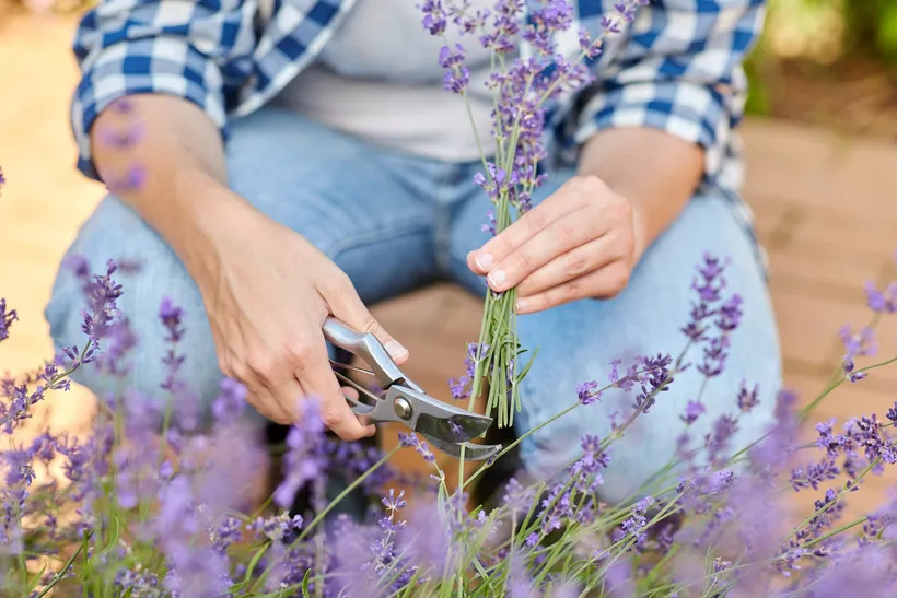 Hands holding a bunch of freshly cut lavender spikes and trimming them with secateurs, with flowering lavender plants in front.