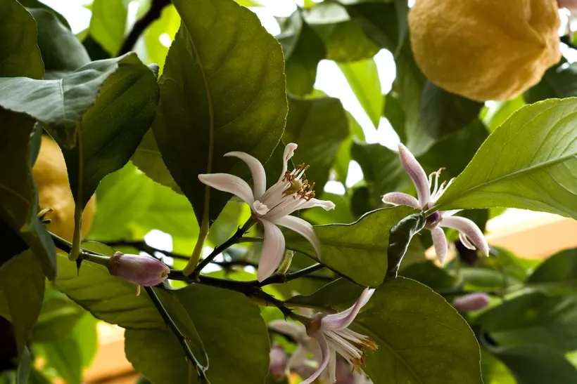 A lemon branch with white, purple-edged flowers and closed buds, and a ripe lemon hanging beside them among large leaves.