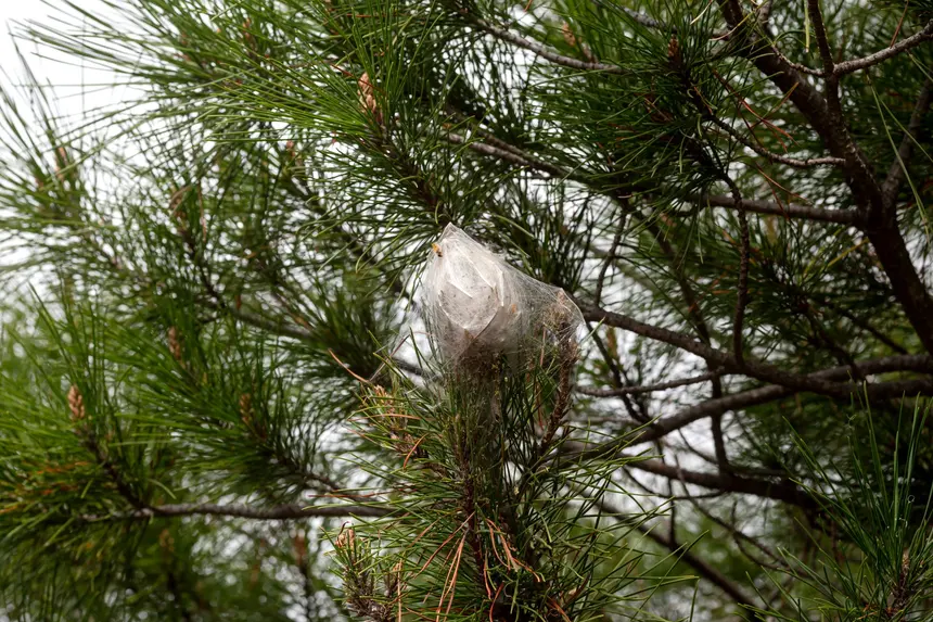 Nido de procesionaria en un pino: una bolsa de seda blanca y brillante, del tamaño de un puño, enredada entre las acículas en la punta de una rama.