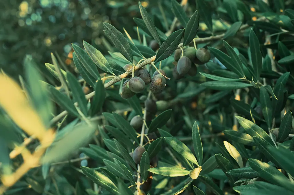 Rama de olivo con aceitunas cuajadas y brotes nuevos de color más claro saliendo de la madera del año anterior.