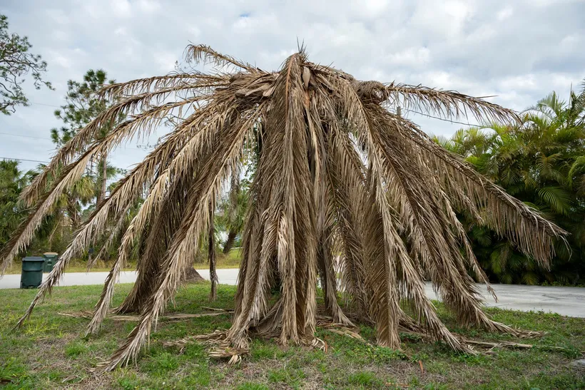 Palmera muerta con todas las hojas secas y vencidas, colgando alrededor del tronco hasta el suelo, en el césped junto a una calle.