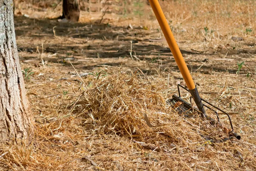 Dry cut grass raked into a pile next to a tree trunk, on ground covered in dry grass.