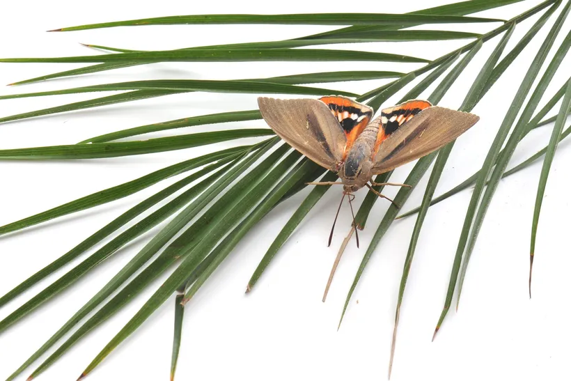 An adult palm borer moth resting on a palm leaf: brown forewings and, showing underneath, the hindwings, orange with a black band and white patches.