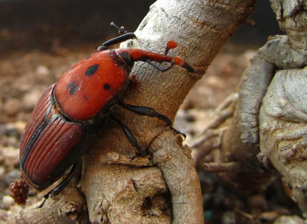 Picudo rojo adulto, un escarabajo rojizo con manchas oscuras y trompa alargada, sobre un tronco.