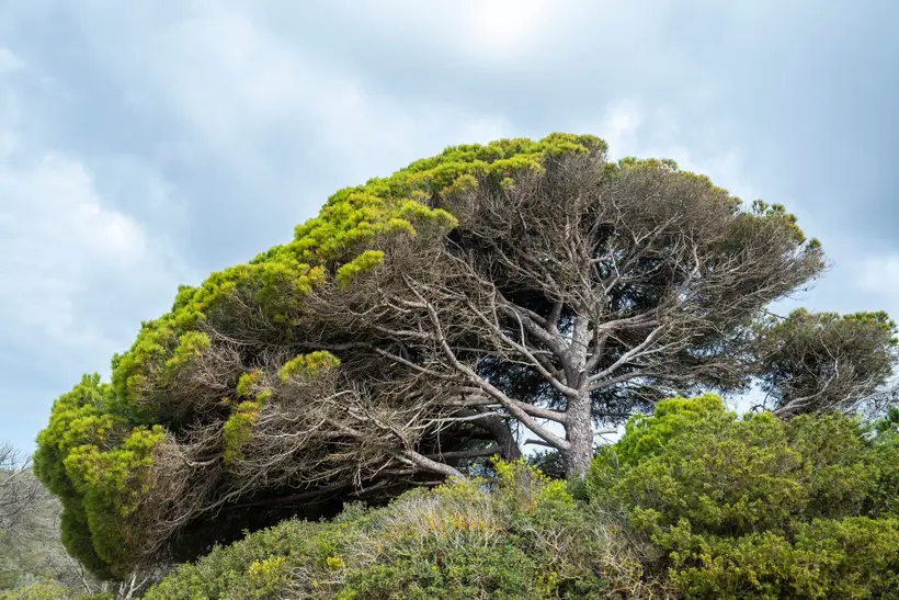 Side view of a stone pine crown: green needles only on the surface of the crown and, inside, bare grey branches; one part of the crown has lost its needles completely.