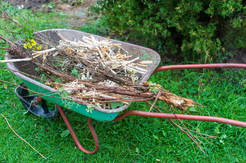 Carretilla en un jardín cargada de ramas leñosas viejas y raíces arrancadas, con más restos asomando por los lados.