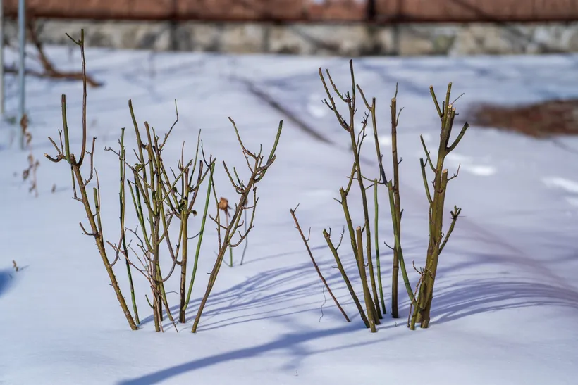 Dos rosales podados, con los tallos cortos y sin hojas, saliendo de un suelo cubierto de nieve al sol de invierno.