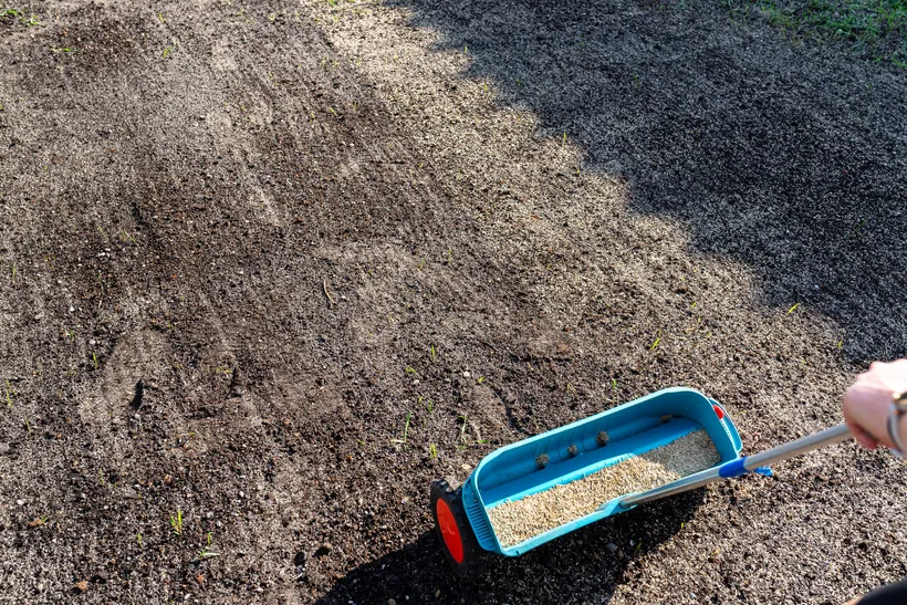 A blue push spreader, its hopper full of grass seed, on bare raked soil in full sun. A few newly sprouted blades show between the grains.