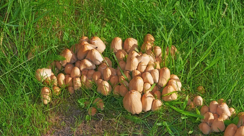 A tight clump of small brown-capped mushrooms in the middle of a lawn, with green grass all around.