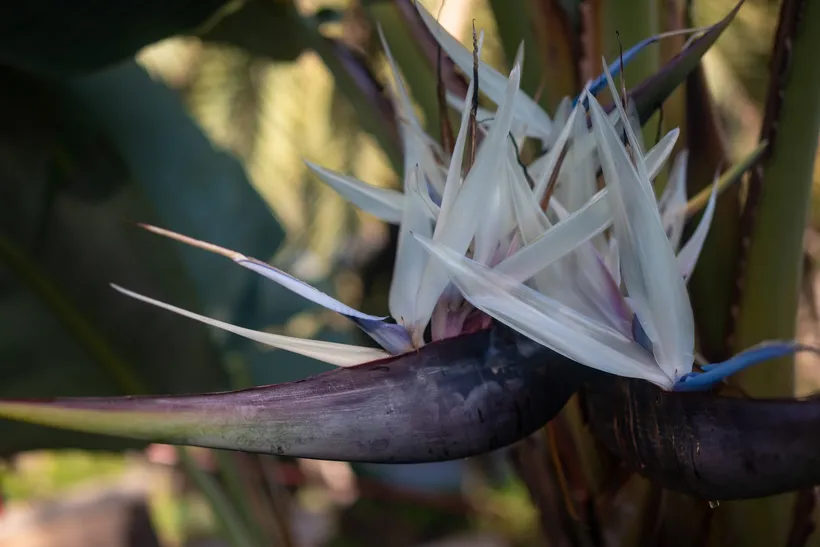 Flor de Strelitzia nicolai: pétalos blancos y una lengüeta azul que salen de una espata morada en forma de barca, entre los tallos de la planta.