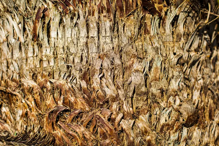 Tronco de palmera de cerca: no hay corteza sino bases de hojas viejas apretadas unas contra otras y fibra seca.