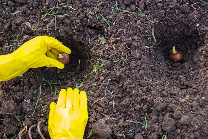 Hands in yellow gloves place a tulip bulb in a hole in the soil; in the next hole there is already another, pointed end up.