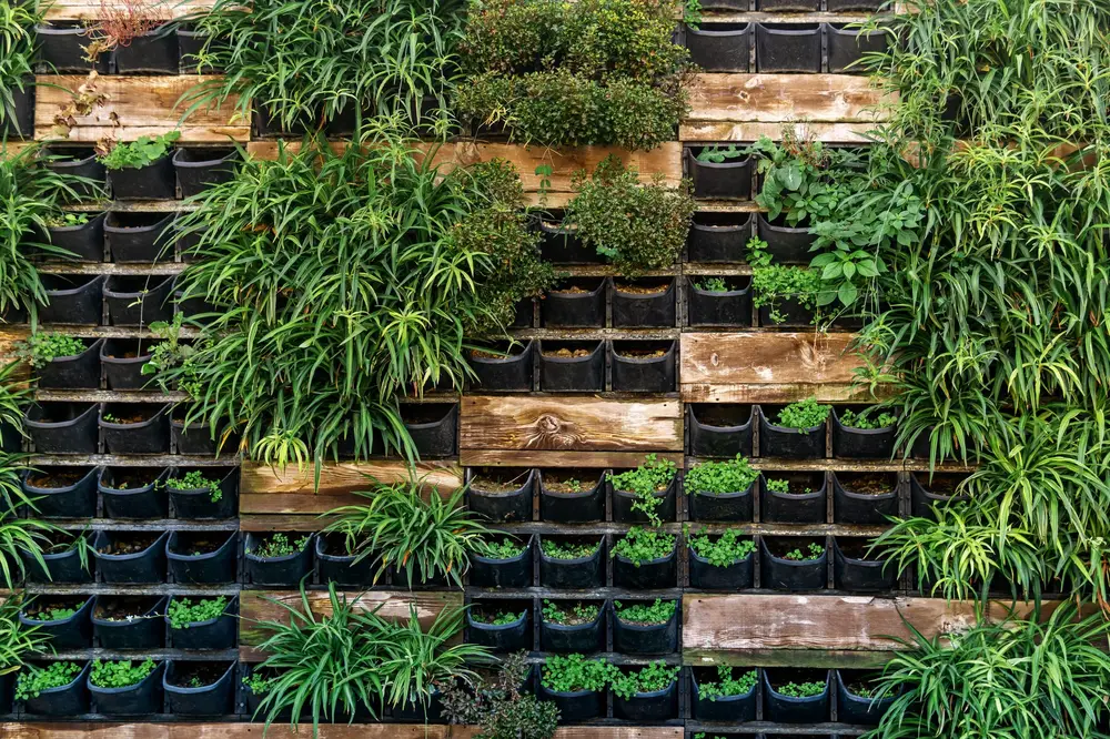 Jardín vertical a medio cubrir: filas de recipientes negros llenos de sustrato sobre un bastidor de madera, con la vegetación tapando solo una parte.
