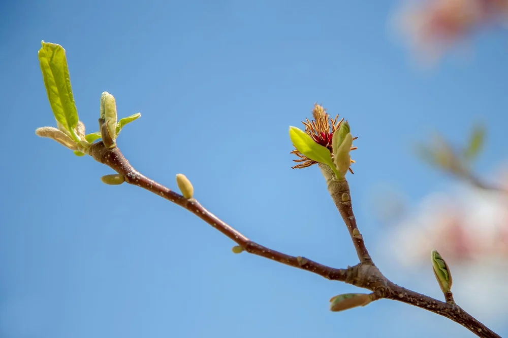 Rama leñosa con varias yemas ovaladas cerradas repartidas por la madera y una de ellas ya abierta en flor.